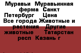 Муравьи, Муравьинная ферма. Санкт-Петербург. › Цена ­ 550 - Все города Животные и растения » Другие животные   . Татарстан респ.,Казань г.